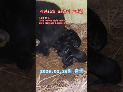 오뎅이 출산 2026.02.26