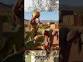 ما سبب انقراض الصبار و من اين أتت الحشرة القرمزية اكسبلور تمازيرت