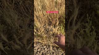 Never a dull moment #shorts #wheat #farming #washington
