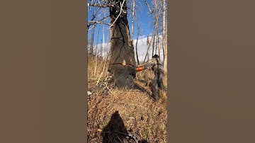 Dropping a MASSIVE Wildfire-Killed Pondo! #logging