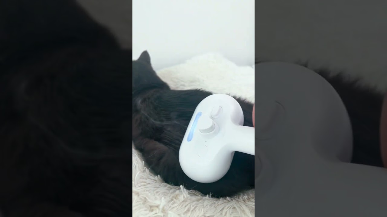 Shedding Season Tips for Cat Owners! 