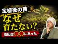 定植後に苗がうまく育たない本当の原因６選