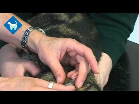 how-to-apply-a-flea-treatment-to-your-cat