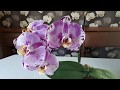 Орхидея SINGOLO P.OX. King fuller's Purple Queen, развеиваем мифы