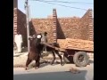 خنده بازار 1