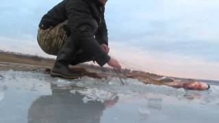 Зимняя рыбалка, снимаем сети, карп, лобатый, раки. fishing with nets.