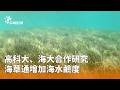 文化與科技研究並進，台語配音修復、海草研究與無人機採購爭議成焦點