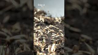 Download Lagu Grass Growing in 8 Days 🌱 | Timelapse #shorts Download Lagu Grass Growing in 8 Days 🌱 | Timelapse #shorts