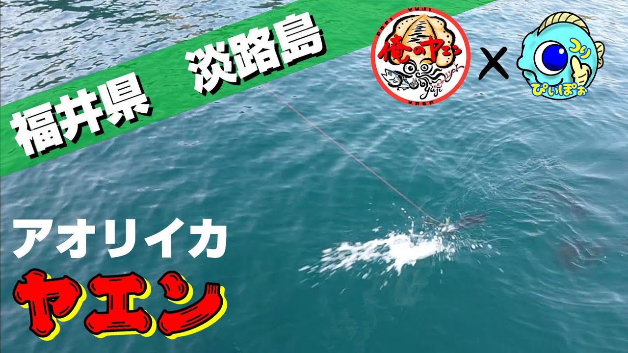 Size] Comparing Bigfin Reef Squid Yaen Fishing in Fukui vs. Awaji