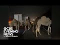 Truck carrying zebras, camels catches fire on Indiana highway