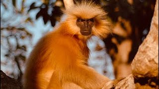 Your 5 Facts About Gee’s Golden Langur