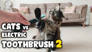Cats vs Electric Toothbrush | Kittiopia by Kittiopia 374 views 3 years ago 2 minutes, 57 seconds