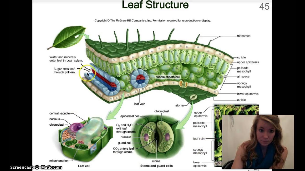 Leaf Structure YouTube