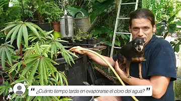 ¿Cuánto tarda en evaporarse el cloro del agua para las plantas?