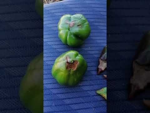 Video: Tratamiento de una planta de pimiento con manchas: qué causa las manchas negras en los pimientos