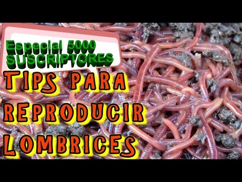 Video: Cómo Se Multiplican Los Gusanos