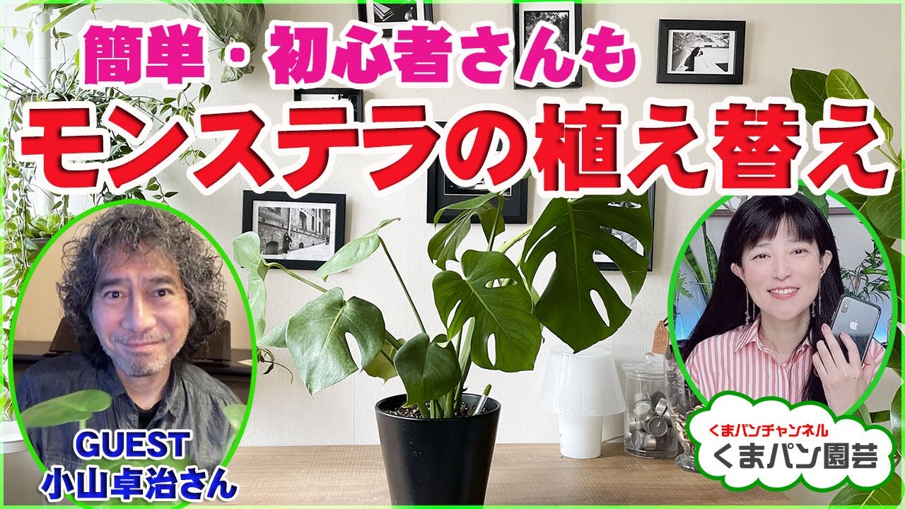 伸びた 倒れる モンステラを助けて 観葉植物 くまパン園芸 Youtube