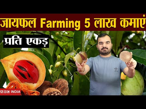 ज यफल क ख त 5 Lakh Per Acre Nutmeg Farming Jaifal Ki Kheti Javitri Farming Mace Farming