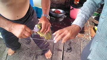 câu cá dũa theo tàu