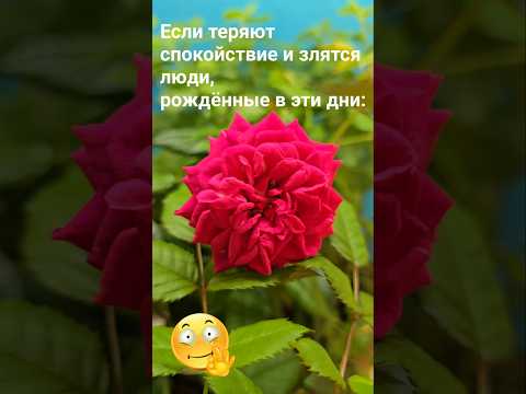 Если теряют спокойствие