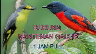BURUNG MANTENAN GACOR DOR