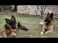 Шикарные собаки немецкие длинношерстные овчарки