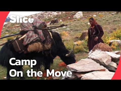 Moving Day: Packing an Entire Camp onto Yaks in the Himalayas | SLICE | FULL DOCUMENTARY