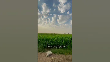 مريت بديار الولف لان ولفي غايب هجين ديرالزور سوريا 