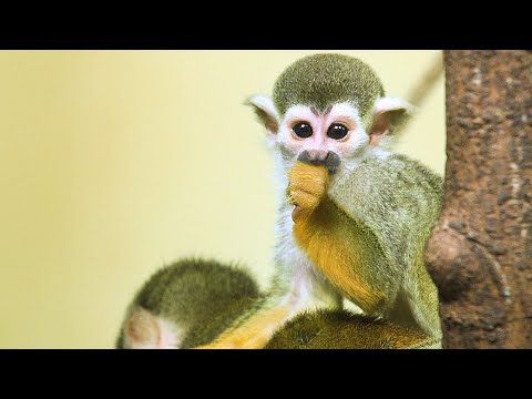 Video: Welche Farbe hat ein Totenkopfäffchen?