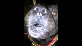 Pitbull chow chow mix not dangerous at all
