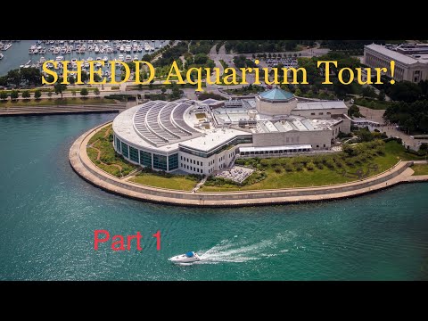 chicago-shedd-aquarium-tour-pt.-1