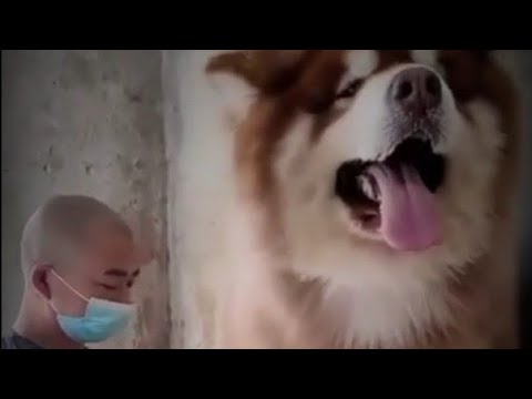 عملاق سلالة الاسكا مالموت اضخم كلاب العالم  