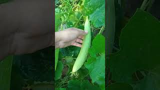 Sponge Gourd Fresh Nenua Vegetables Sabji
