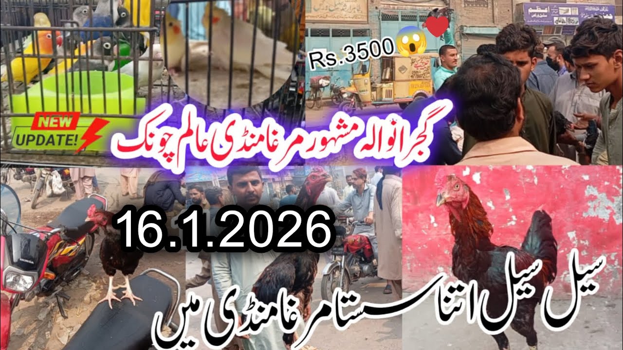 😱 Gujranwala  | Alam Chowk  Rs 3500 Ka Murgha |  Murgha Mandi Latest News Update | 16.1.2026