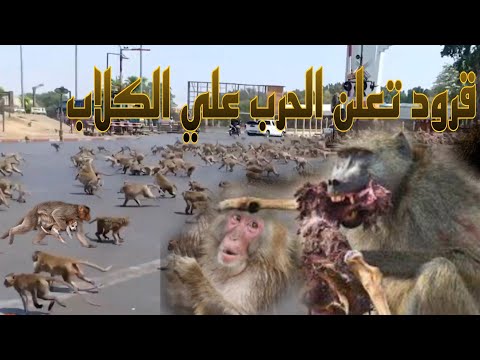حرب حقيقية بين القرود والكلاب بغرض الأنتقام