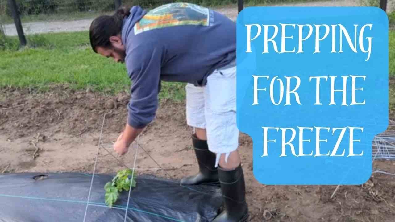 Preparing For Freezing Temps In The Garden YouTube