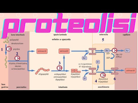Video: A quale pH è più efficace la tripsina?