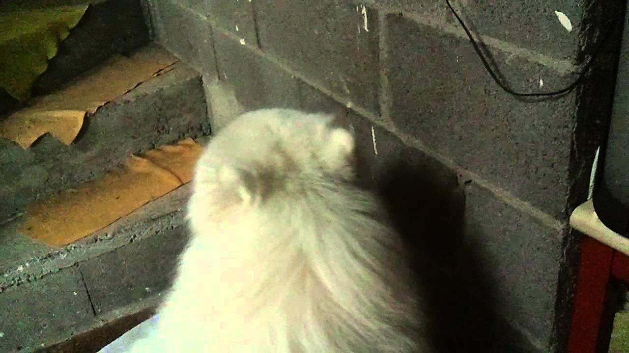 Samoyède Qui Fait Le Loup Youtube