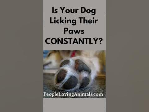 Dog Licking Paws CONSTANTLY? #dogshorts | Why Do Dogs Lick Their Paws ...