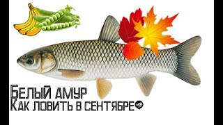 Как на что и где ловить белого амура в сентябре? Наживки на белого амура осенью! Как на что и где ловить белого амура в сентябре? Наживки на белого амура осенью!