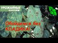 ЧУМА ТОМАТА уже на пороге! ПРОСТОЙ и ПРИРОДНЫЙ способ победить кладоспориоз и другие болезни!