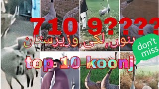 Top ten common crans sound بڑے کونجوں کے 10بہترین  آوازیں which one the best in your wiew/comments