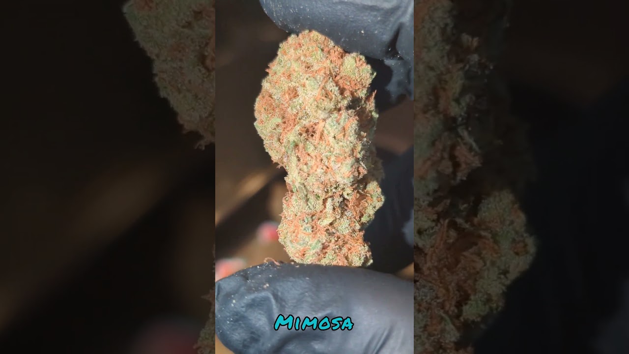 Mimosa 🌸 Strain Showcase