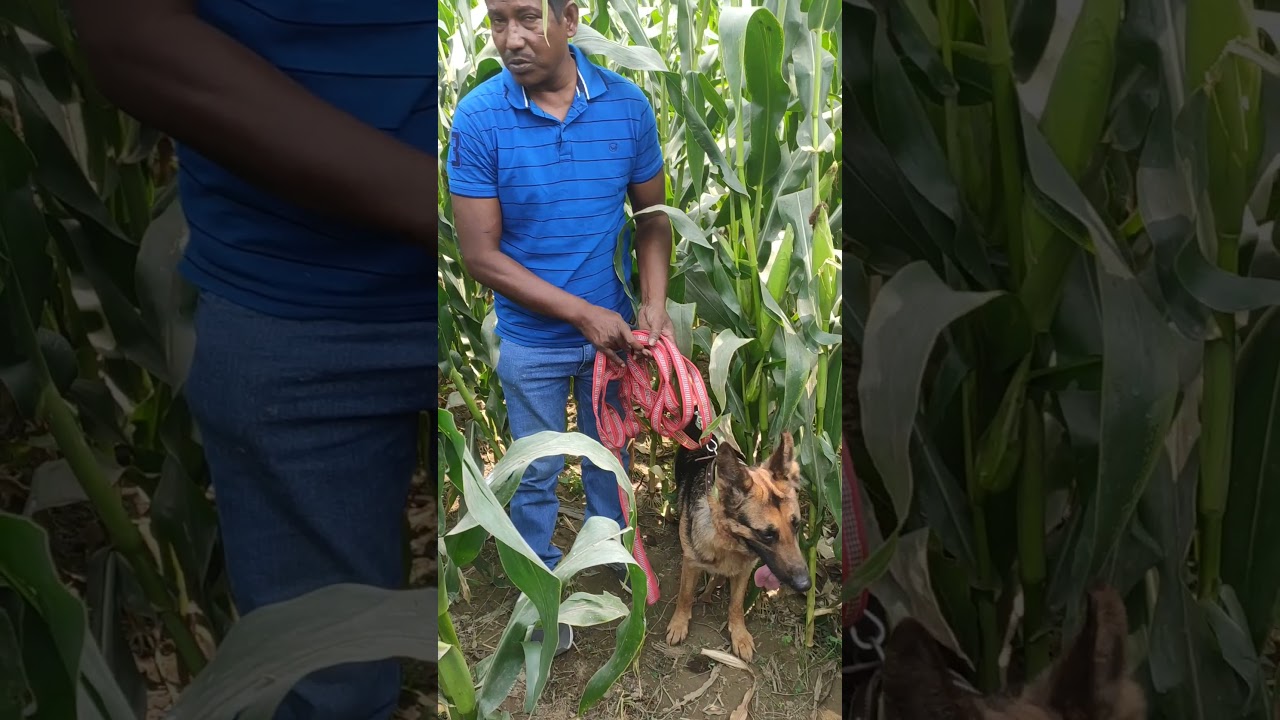 police dog surch operation in village