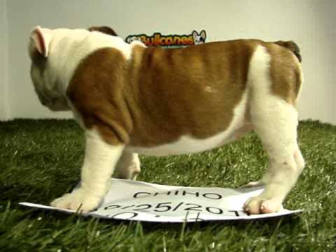 English bulldog For Sale - Chiho - http://www.bullcanes.net - ceo@bullcanes.net puppy paradise