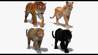 Realistic Big Cats 3D Model Pack | Rigged & Animated