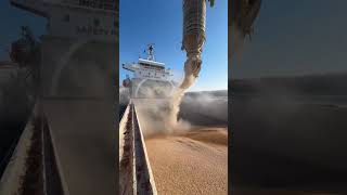 Mısır yükleme işlemi / Corn loading operation #ship #seamans