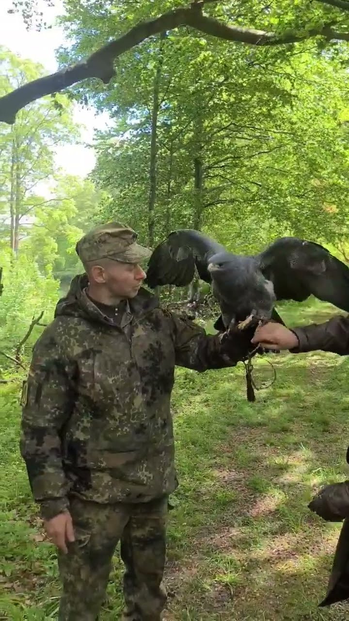 KÖNIGLICHER ADLER: Seine stärksten Angriffe! NICHT ZU GLAUBEN #tiere #doku