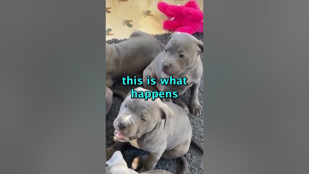 PITBULL PUPPIES YAWNING YouTube
