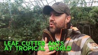  Leaf Cutter Ants at Tropical World - Where have you BEEN?